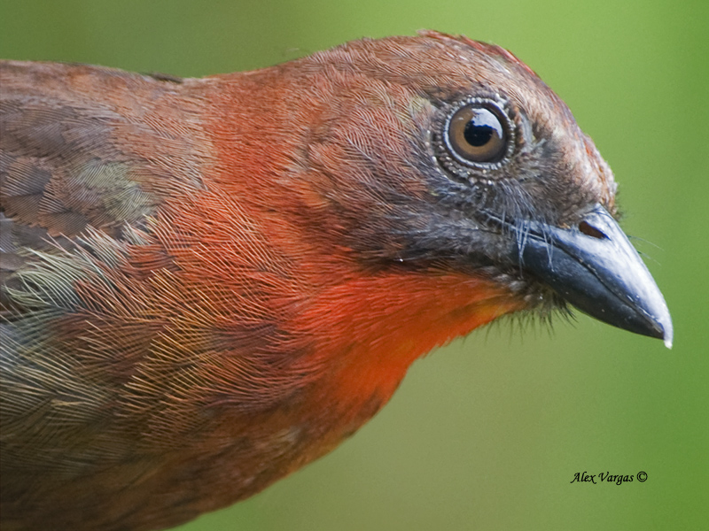 Red-throated Ant-Tanager - male - portrait - 2013