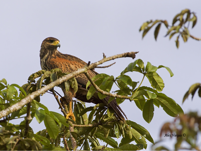 Harriss Hawk - juvenile  2013 - 2