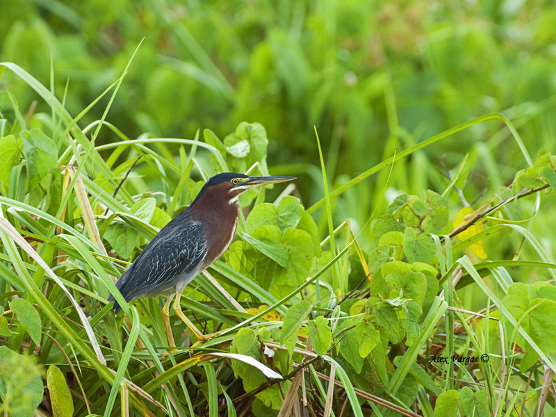 Green Heron 2013 - 2