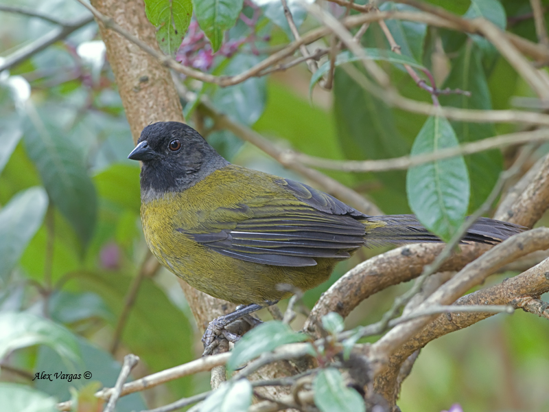 Large-footed Finch - 2013