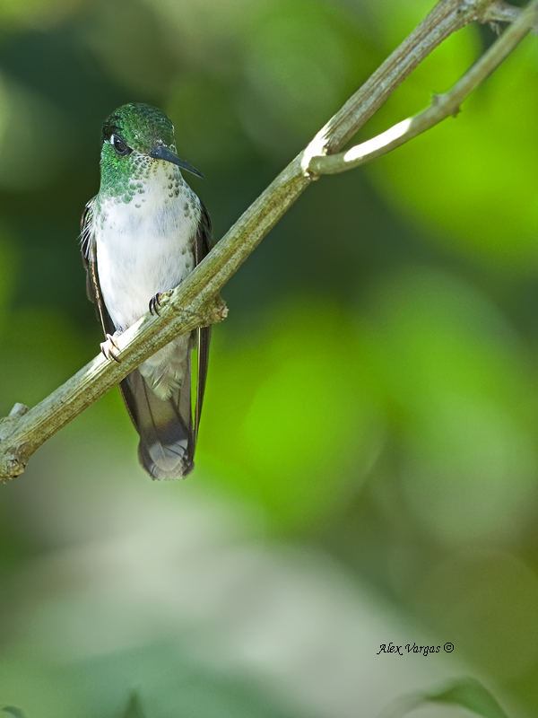 White-bellied Mountain-gem - female - 2013