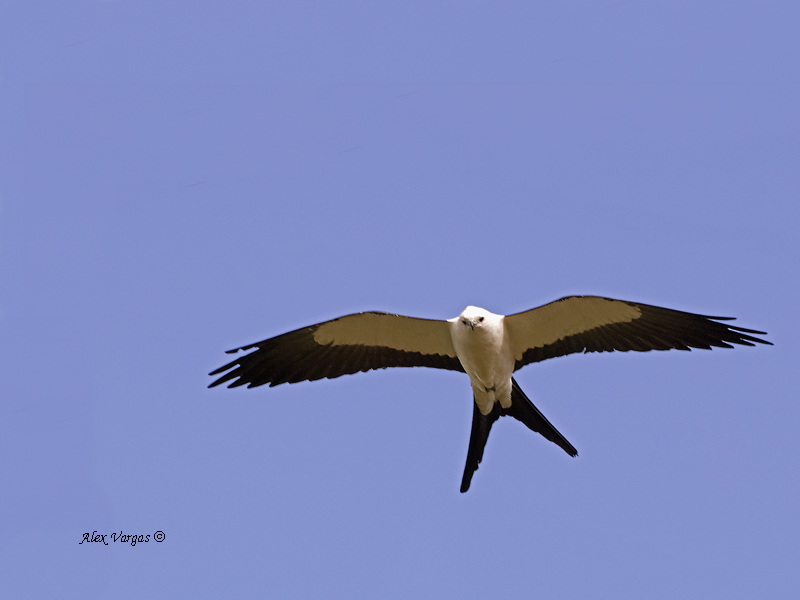 Swallow-tailed Kite - 2013