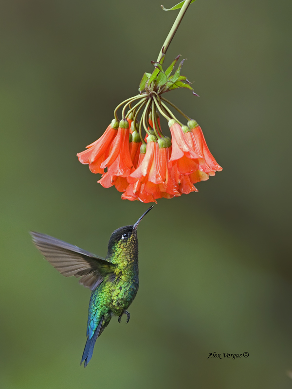 Fiery-throated Hummingbird - 2013 - 2