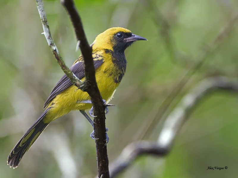 Black-cowled Oriole - juvenile - 2013
