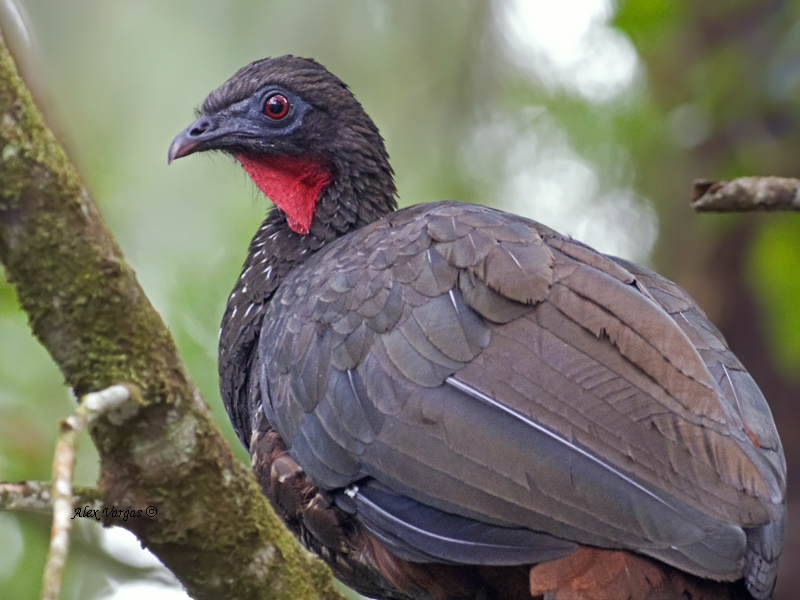 Crested Guan - profile - 2013