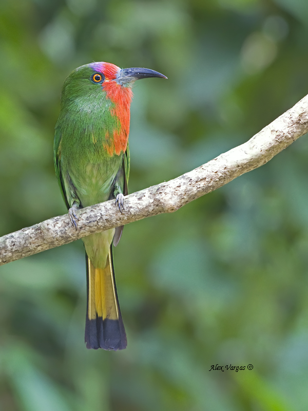 Red-bearded Bee-eater - 2