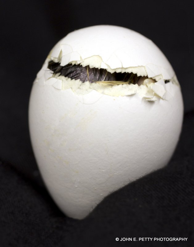 Hatching_MG_7113.jpg