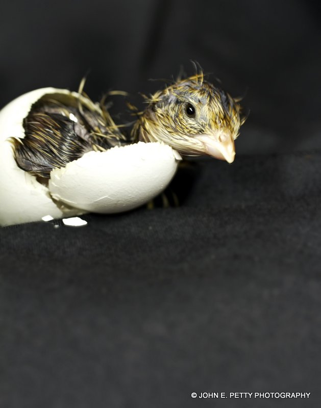 Hatched_MG_7127.jpg