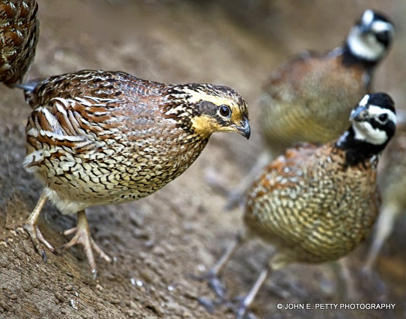 Hen and Bobs 9.0_MG_5429-001.jpg
