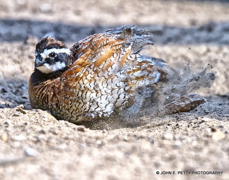 Quail dusting_MG_5779.jpg