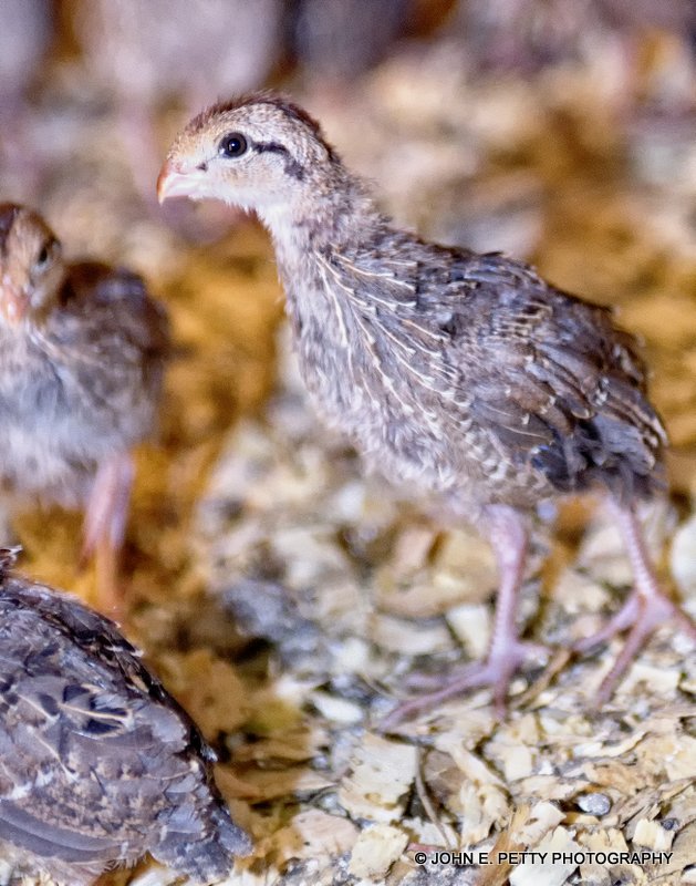 Two Weeks Old_MG_7884.jpg