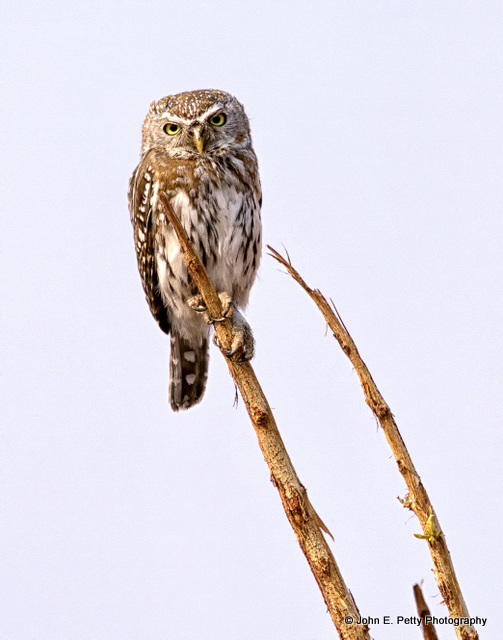 08-Pearl-spotted Owlet_MG_3459.jpg