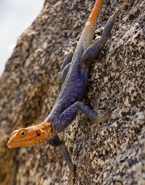 1-Agama on granite_MG_1147.jpg