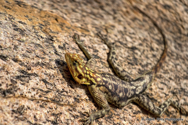 6-Agama Rock Lizard_MG_1143.jpg