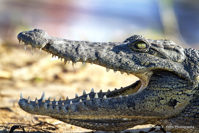 Young African Crocodile_MG_2370.jpg