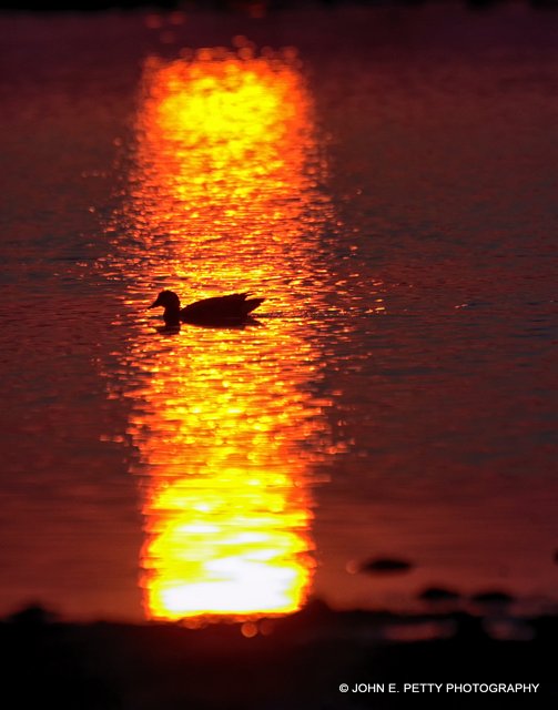 Etosha Sunrise _MG_2029.jpg