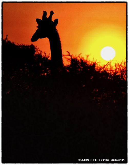 Etosha Sunrise _MG_2085.jpg