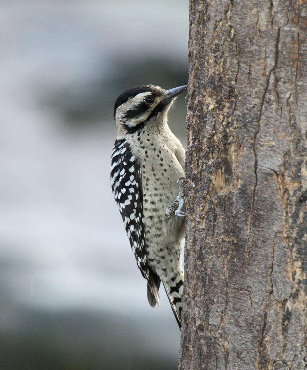 Ladderback Woodpecker, National Butterfly Center