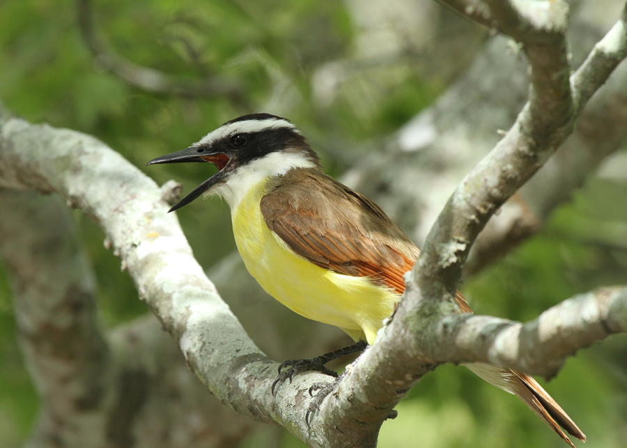 Great Kiskadee, Blucher Park, Corpus Christi  