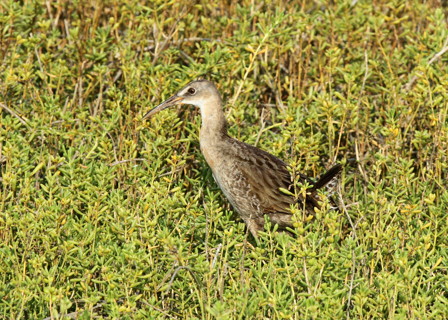 Clapper Rail, Formosa Wetlands, Port Lavaca