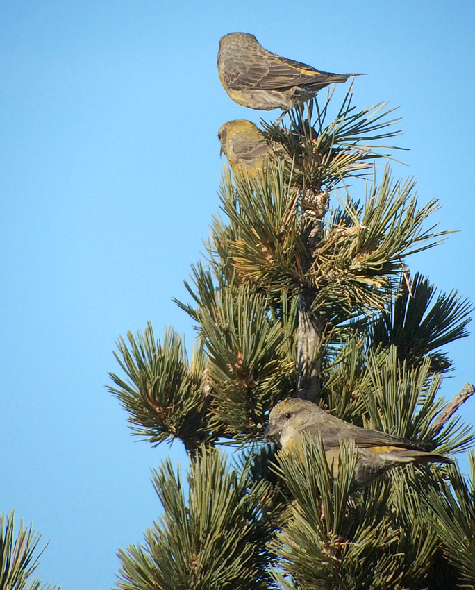 Red Crossbills Digiscoped, Sandia Crest