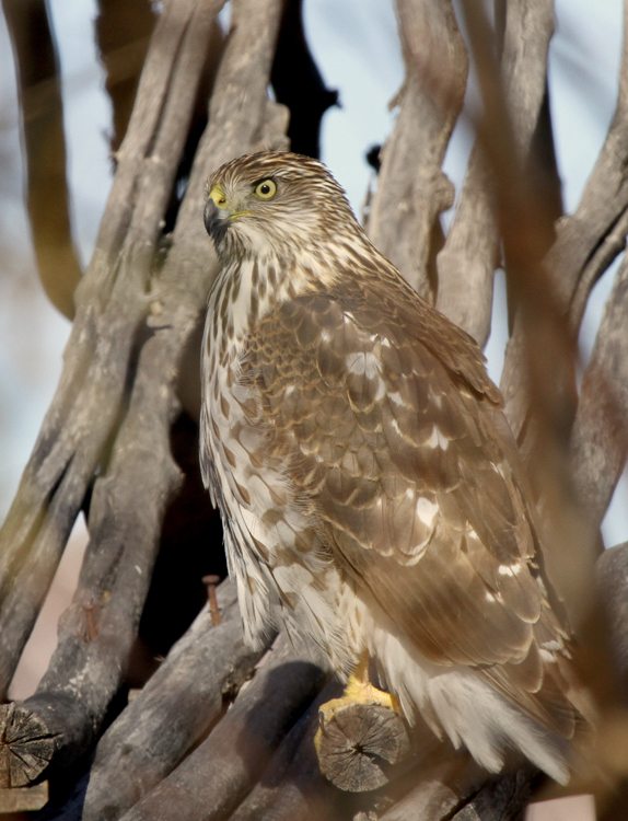 Coopers Hawk at Visitor Center