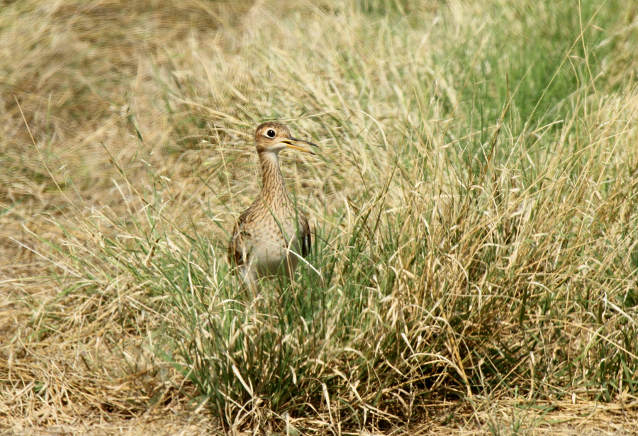 Upland Sandpiper, Mechlar Road, Bexar County 