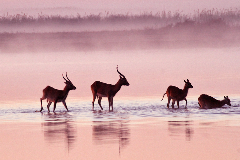 Black lechwe / Schwarzer Letschwe