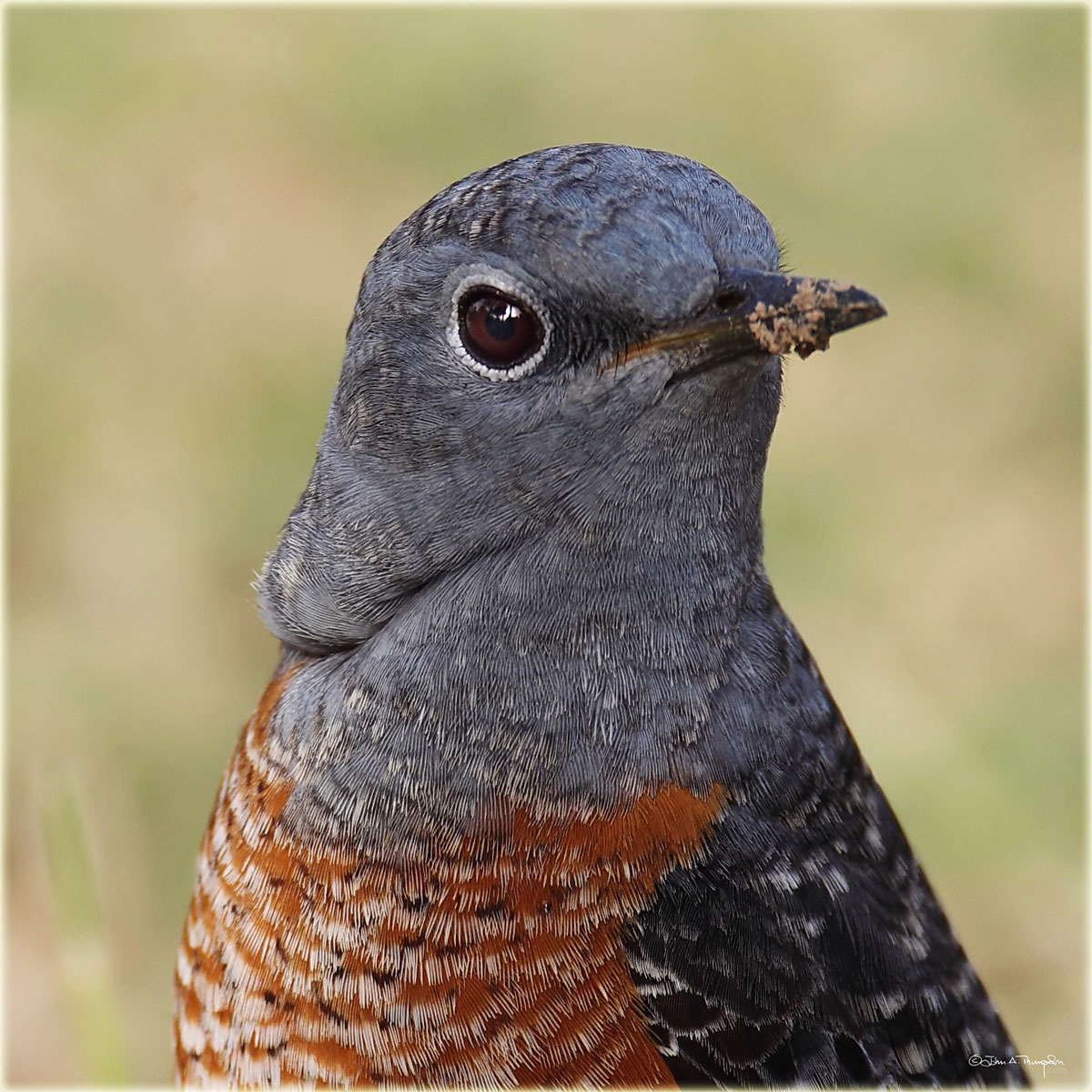 Rufous Tailed Rock Thrush