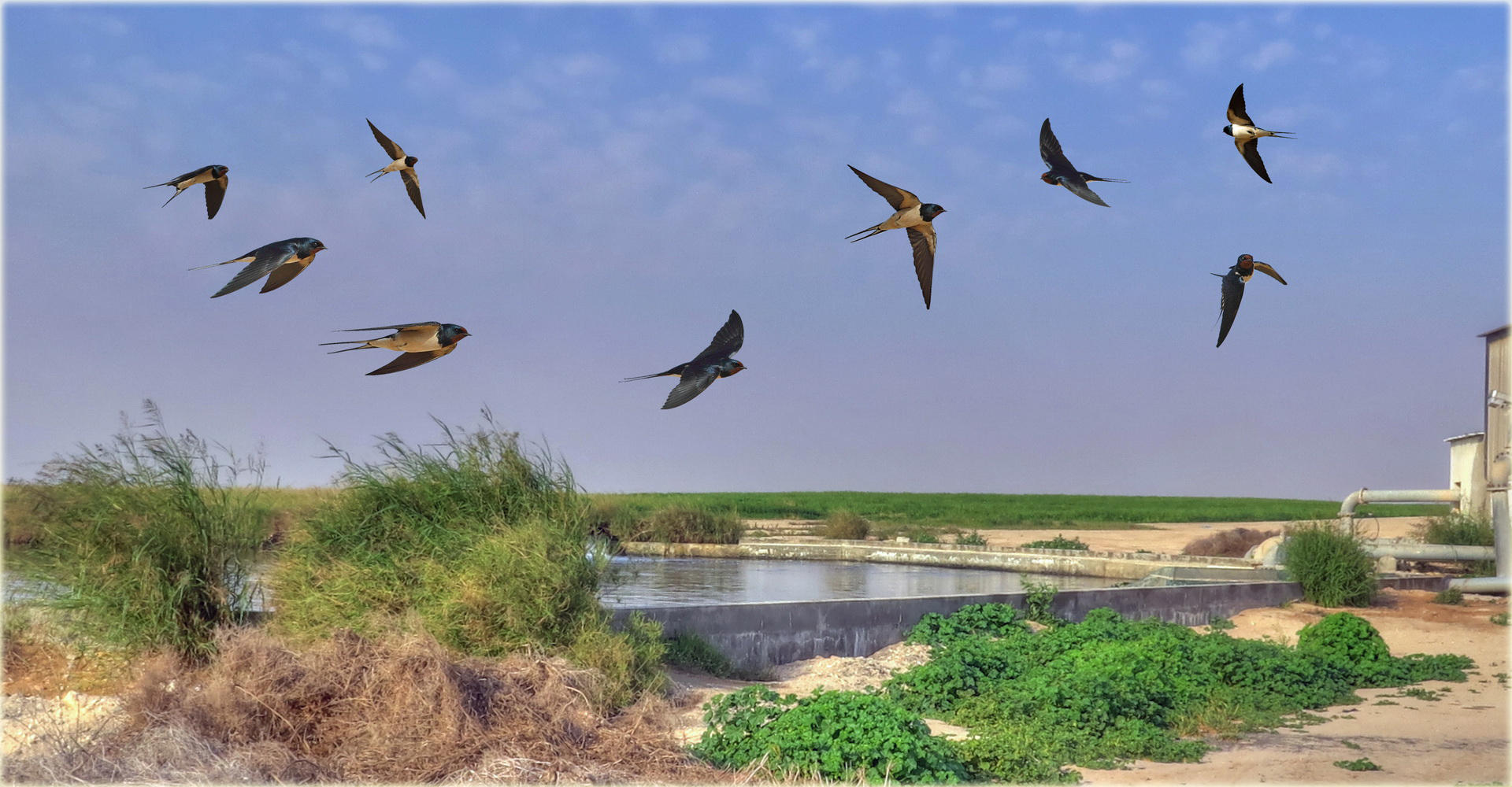 Barn Swallow Motage