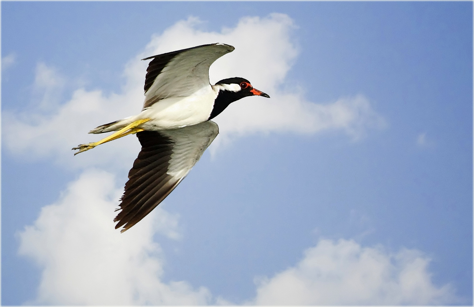 Red Wattled Lapwing 2.jpg