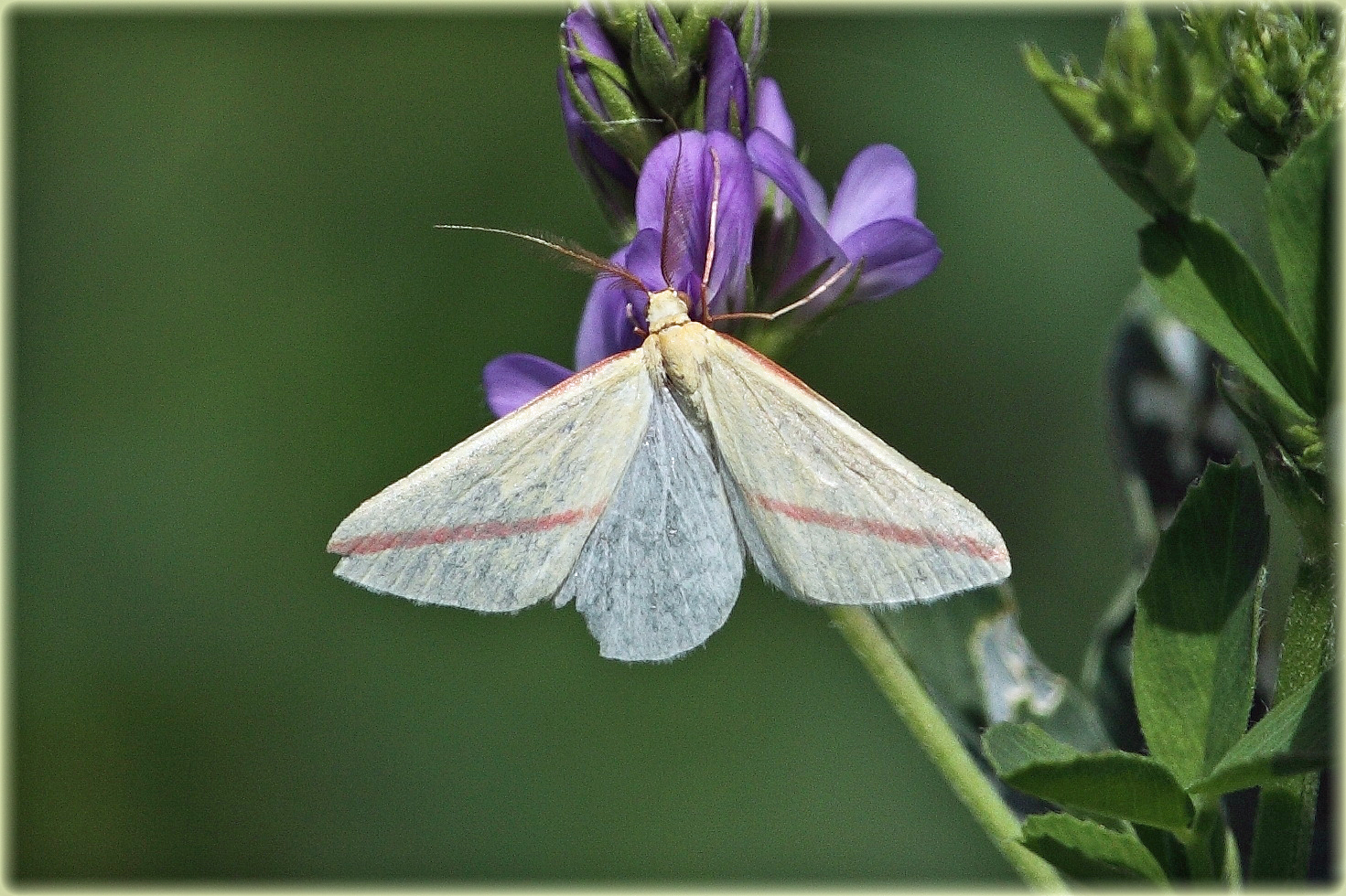 Butterfly 2.JPG