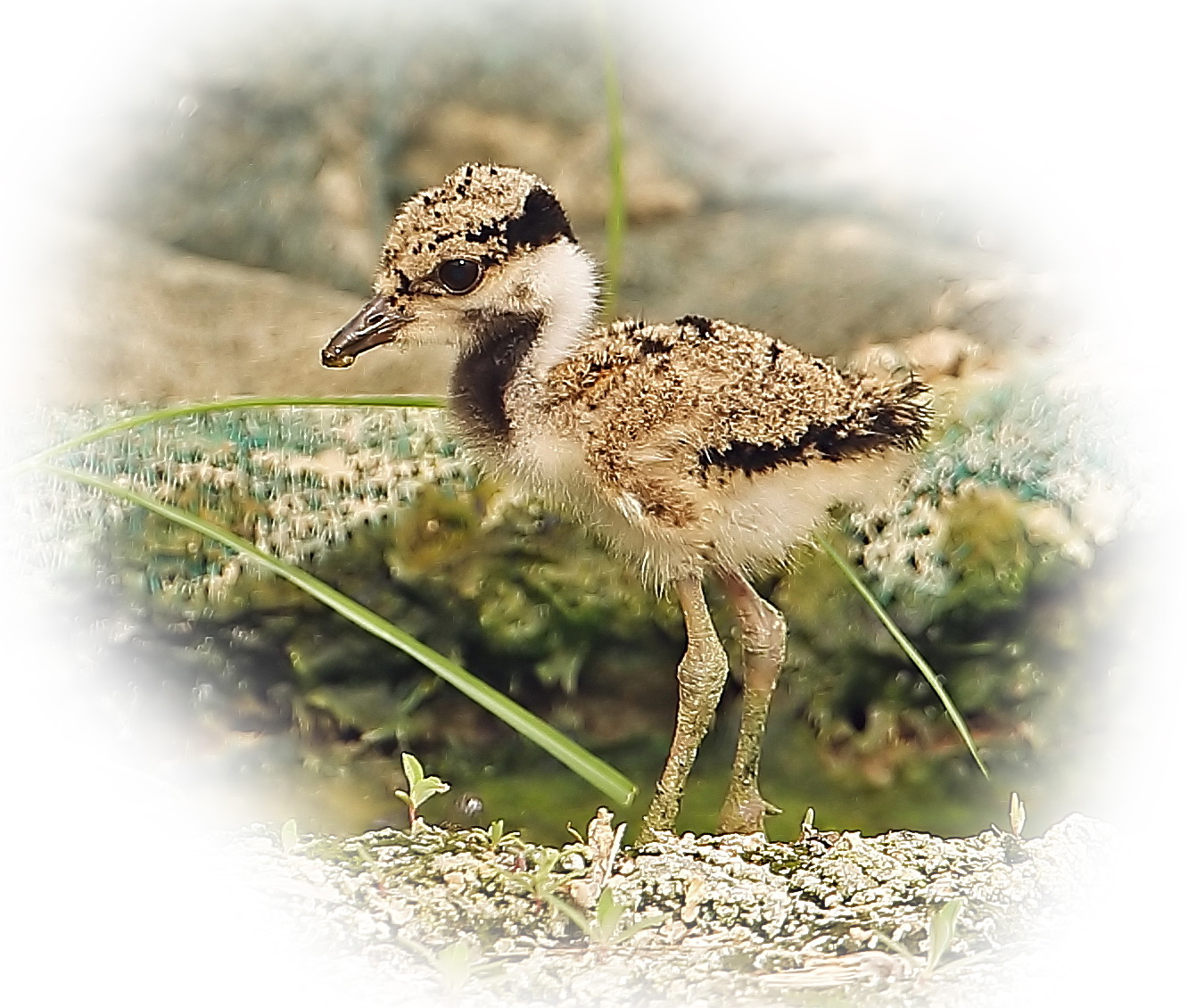 Red Wattled Lapwing Chick net.jpg