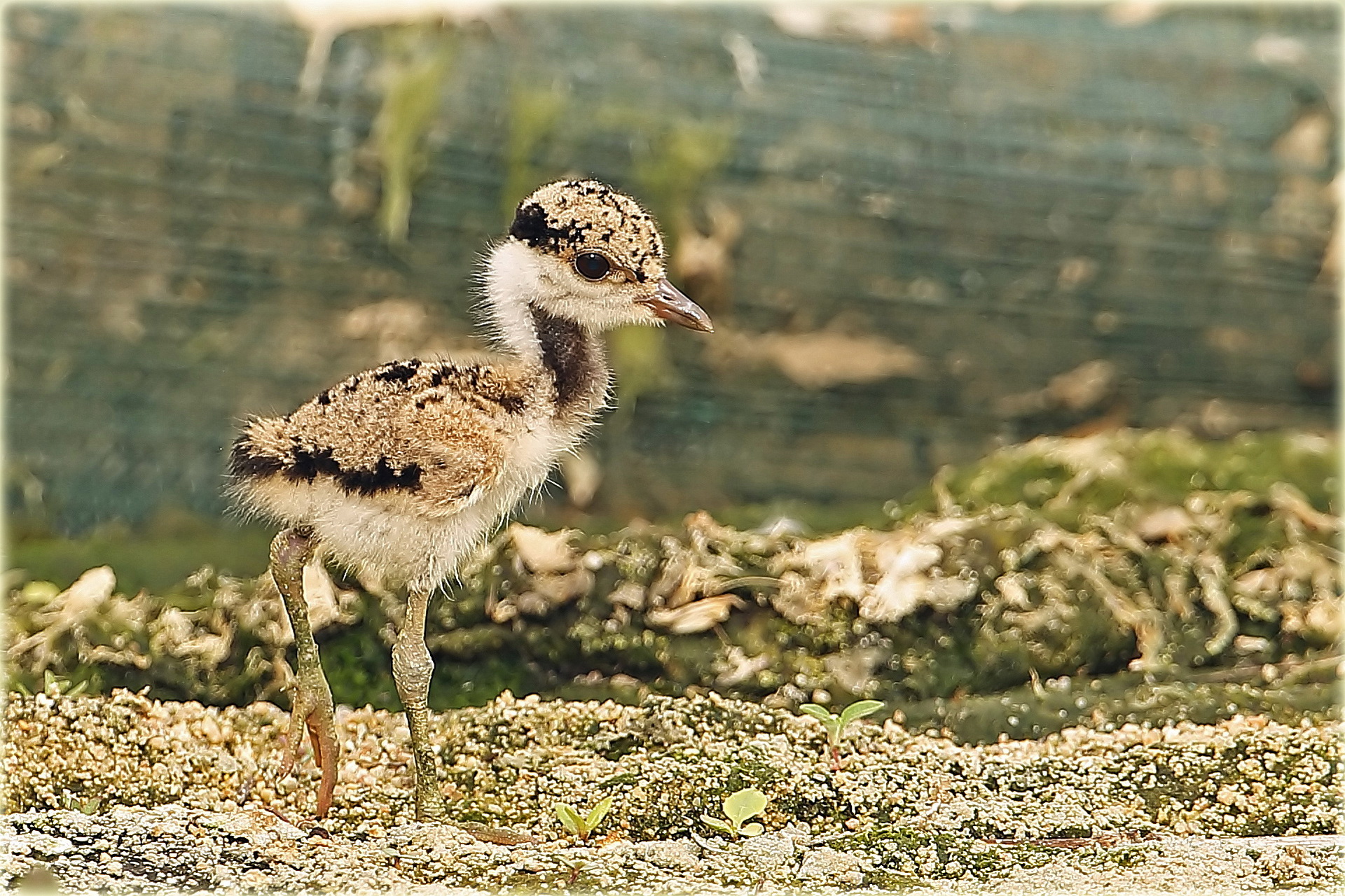 Red Wattled Lapwing Chick 1.jpg