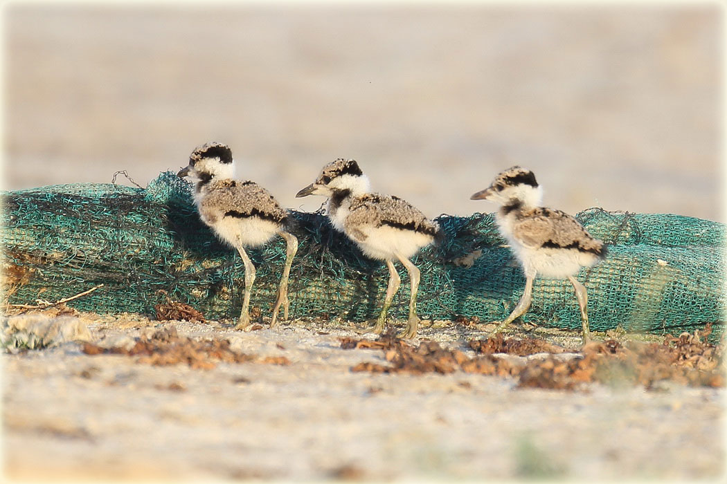 Red-Wattled-Lapwing-Chicks-web.jpg