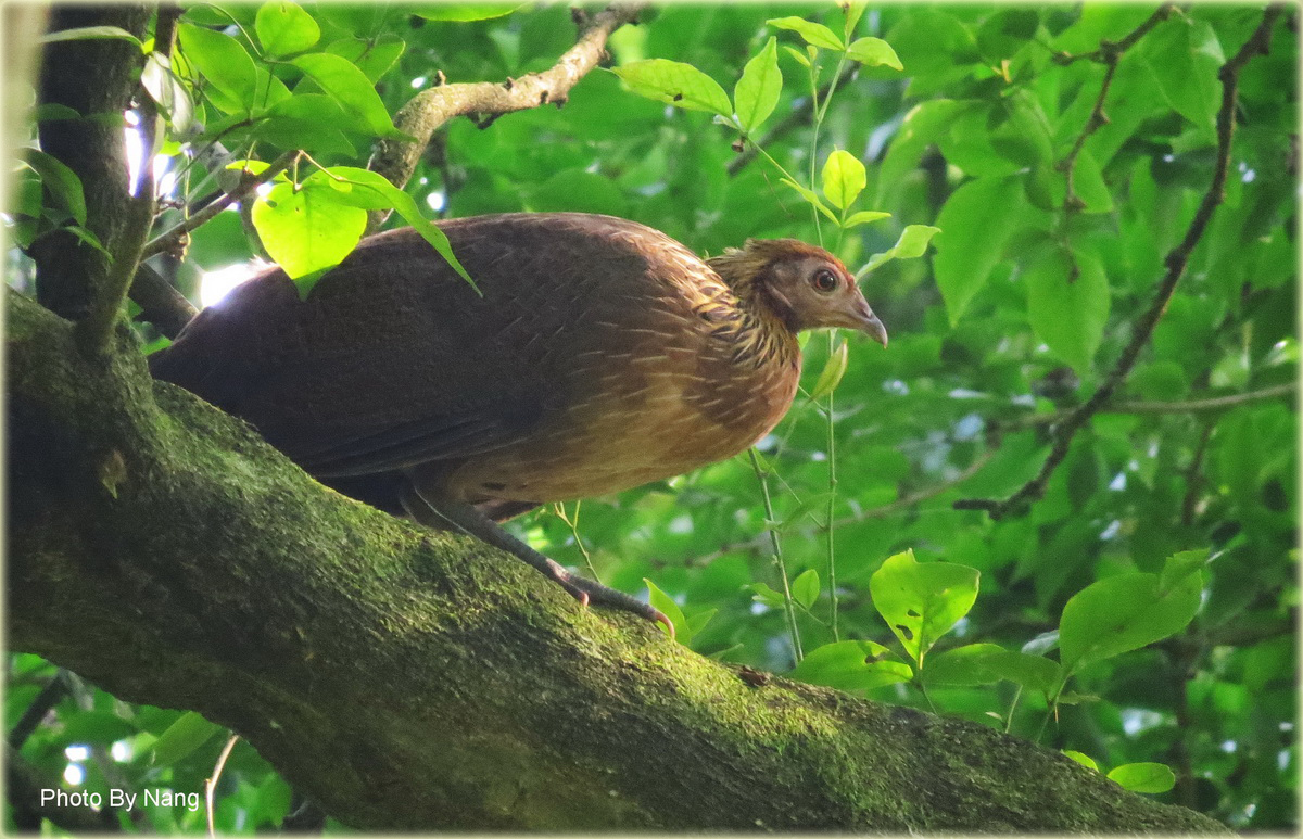 Jungle Fowl