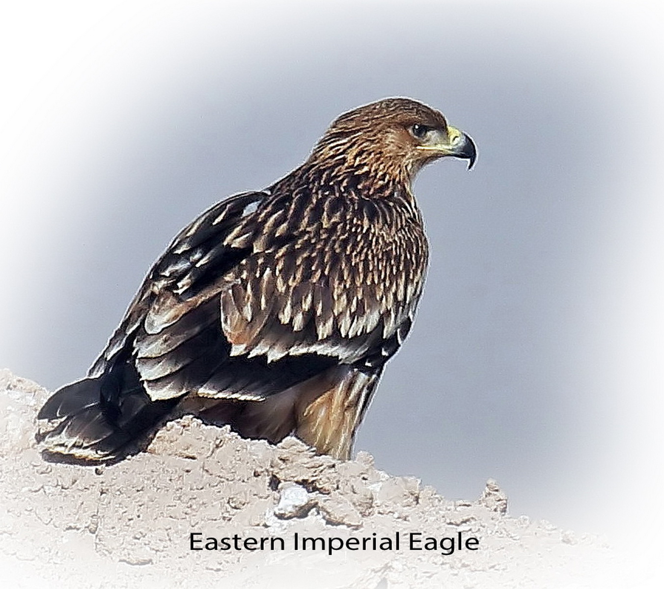 Eagle Eastern Imperial
