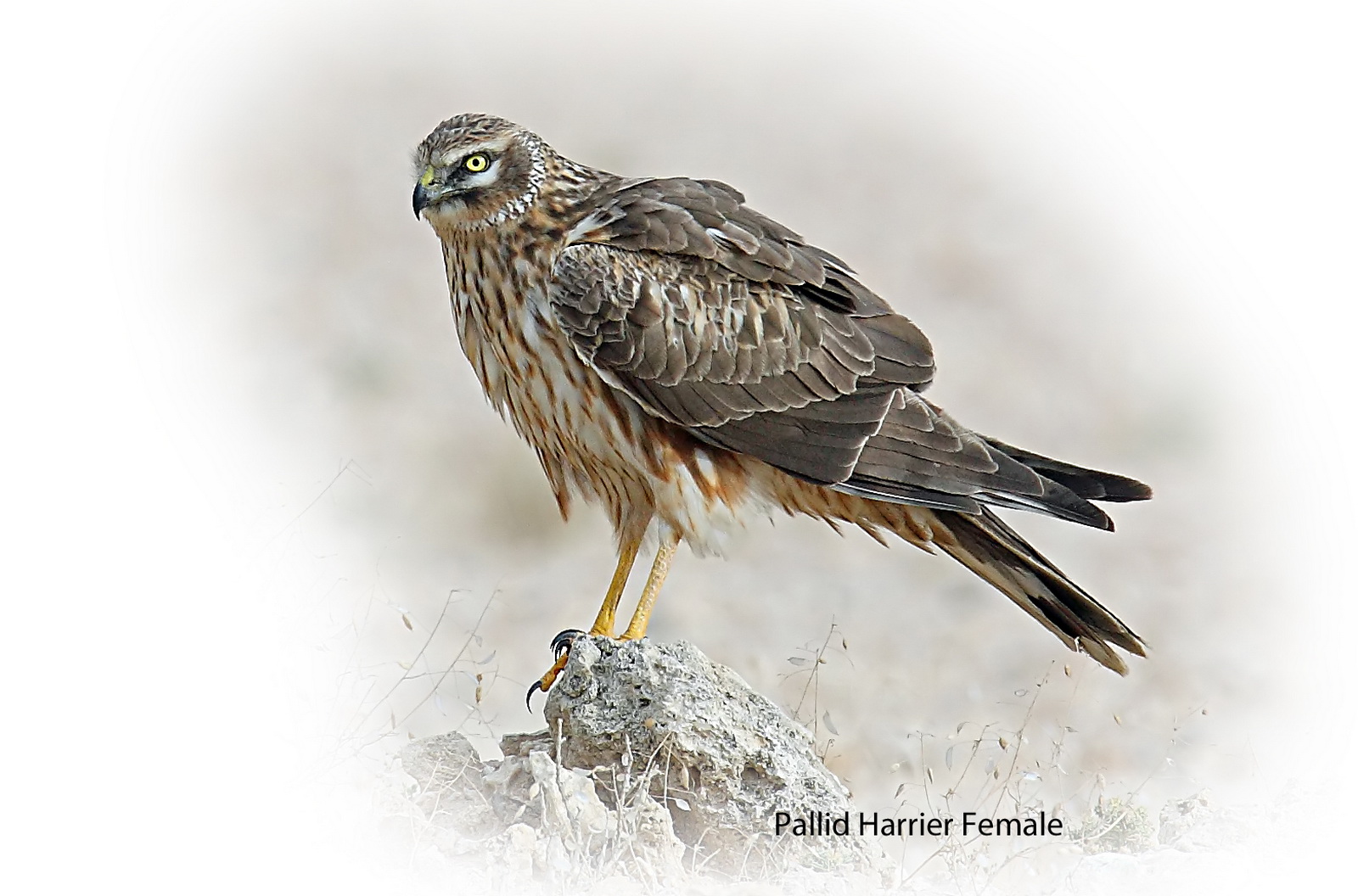 Harrier Pallied Female