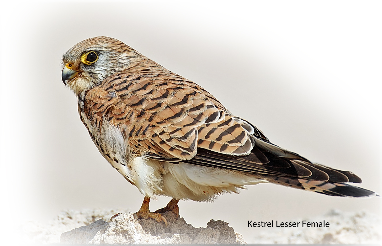 Kestrel Lesser Female