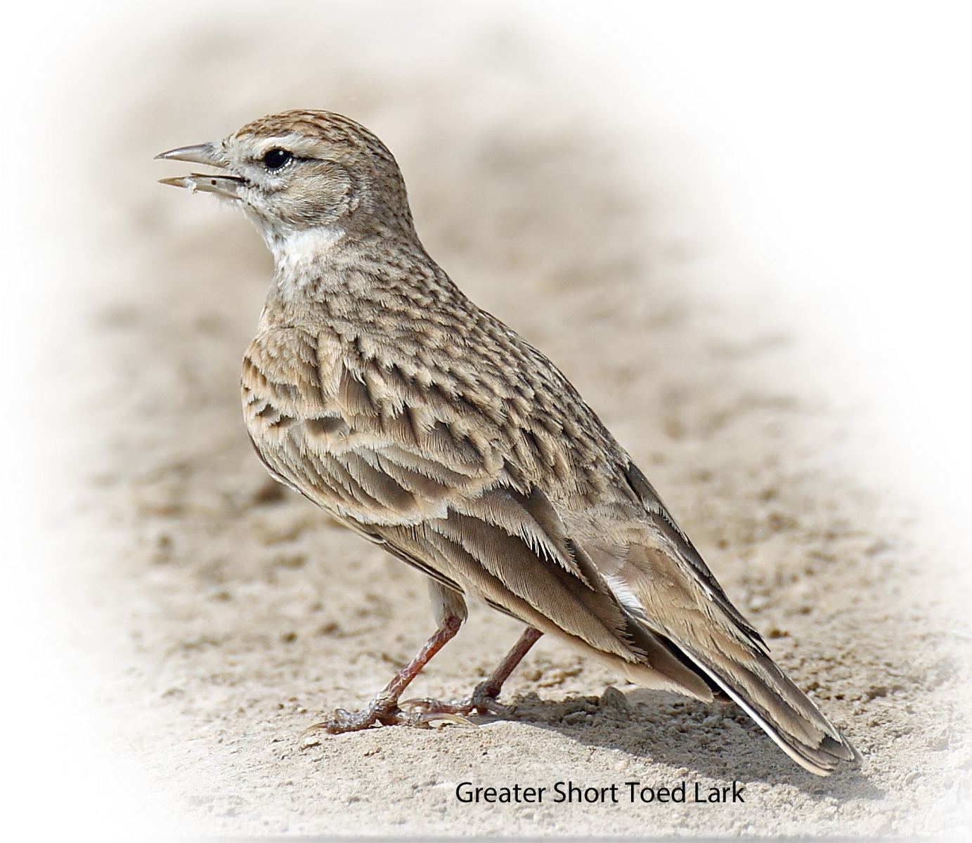 Lark Greater Short toed 