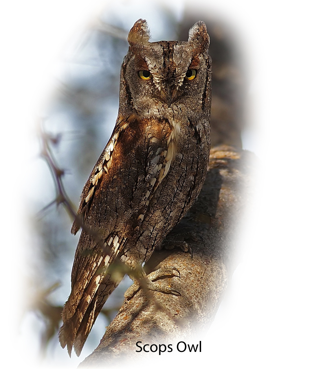 Owl Scops 2.jpg