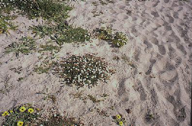  Beach flowers 005.jpg