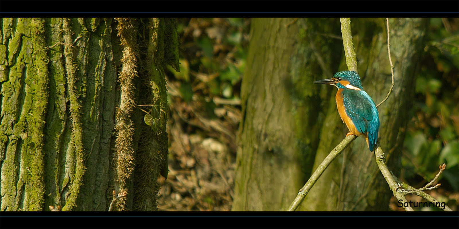 Kingfisher