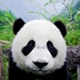 o9/45/500645/1/151568940.EcUgNoj1.BabypandaWolongPandaCenterChina2.jpg