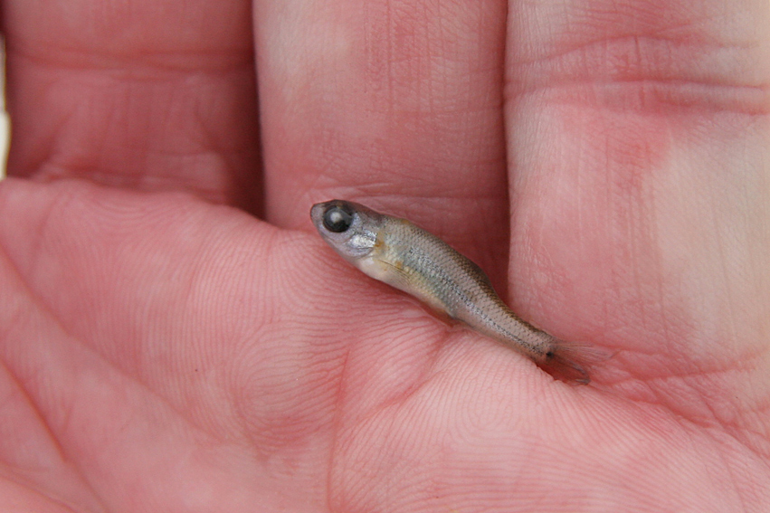Emerald Shiner / Mn meraude