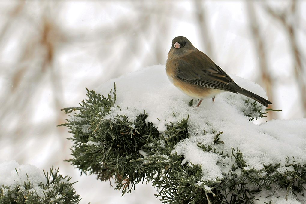 JUNCO ARDOIS / Dark-eyed junco