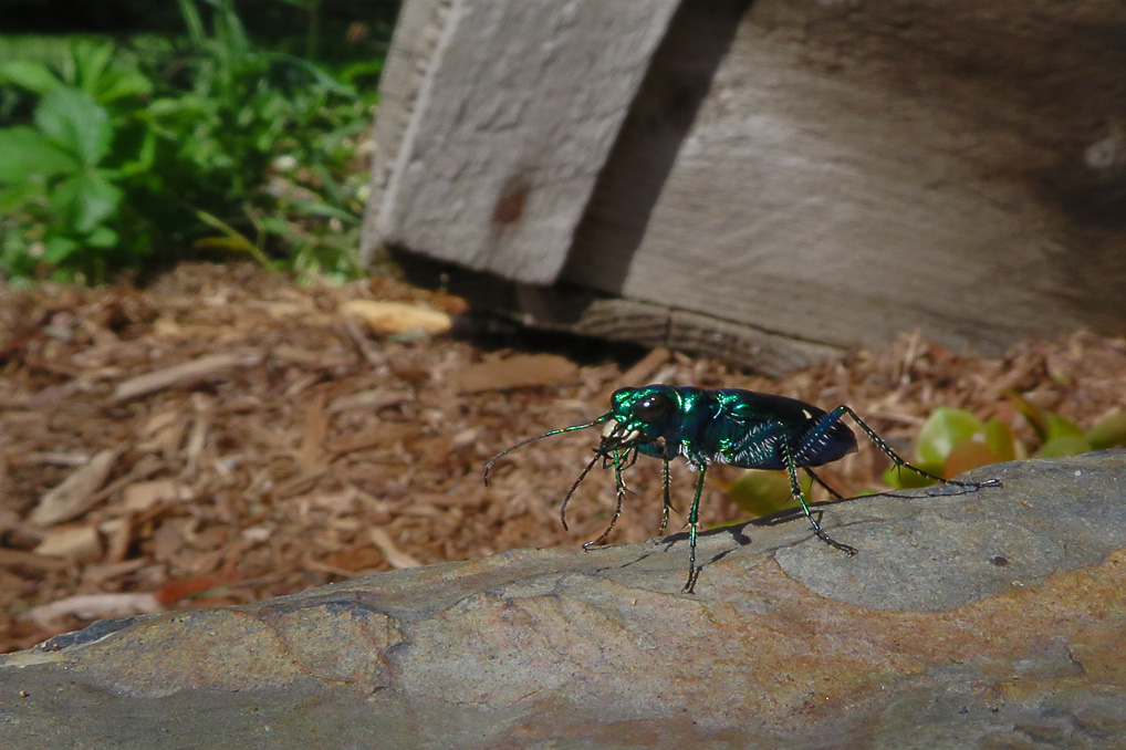 Cicindella sexpunctata / Cicindella campestris 