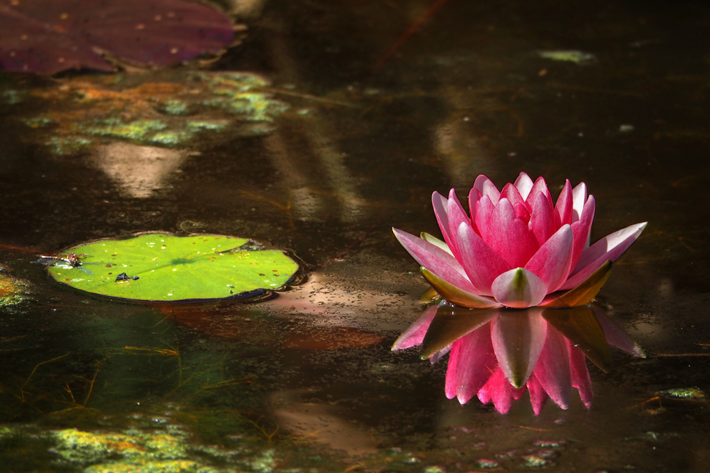 Nymphea 20 Aout 2014 (Nymphaea Marliacea Carnea)