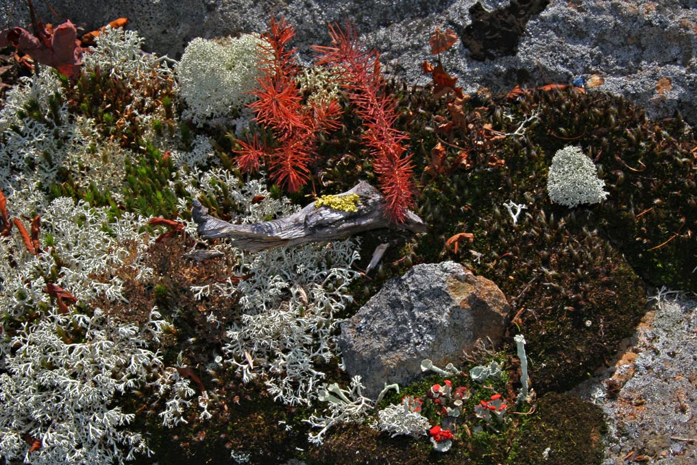 Lichen et mousse / comme arbre miniature