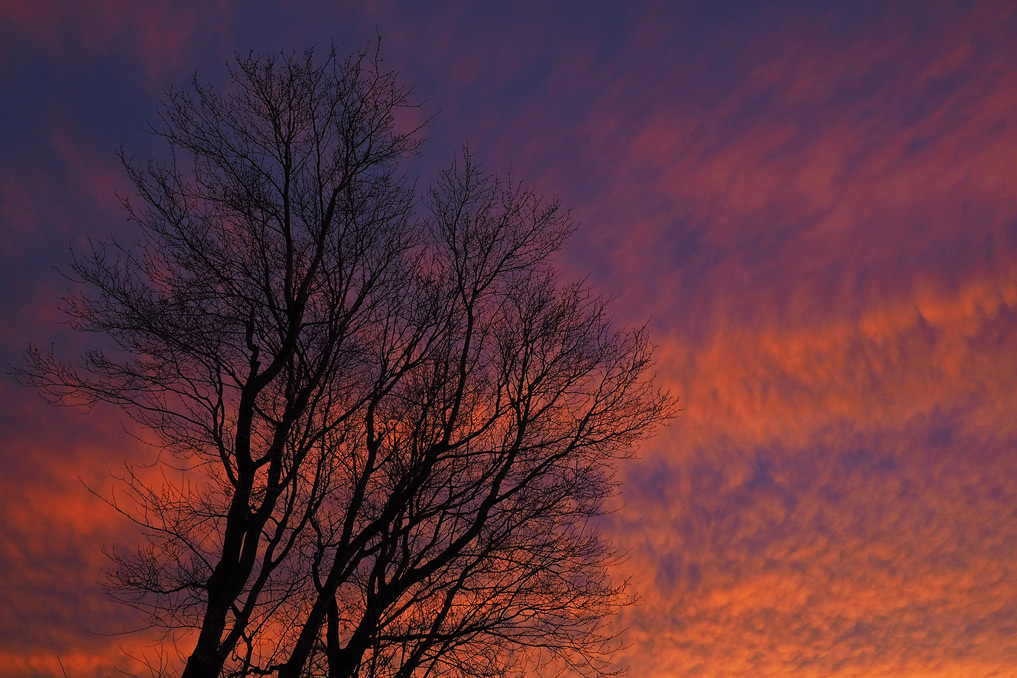 Pierre Joly PHOTOGRAPHE FocusNature